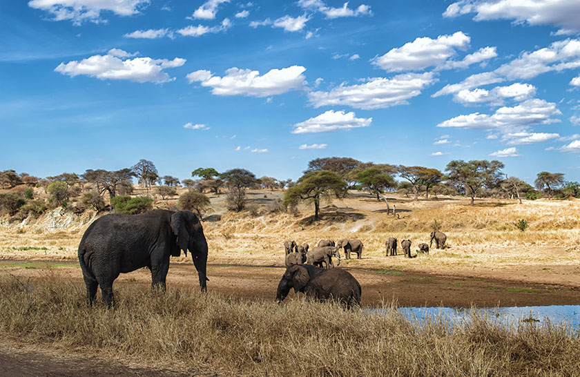 Serengeti National Park Trekking Kilimanjaro with Kilimanjaro Heroes